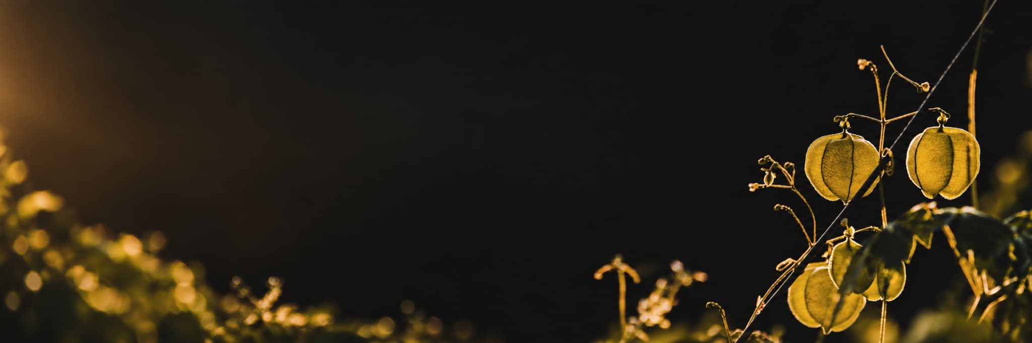 Golden Chinese lantern plants glowing against a dark background